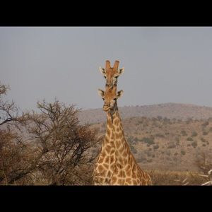 Meet your Posher, Thomas